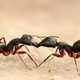 Camponotus compressus colony-mates can communicate through antenna sensing and trophallaxis (vomit-exchange)